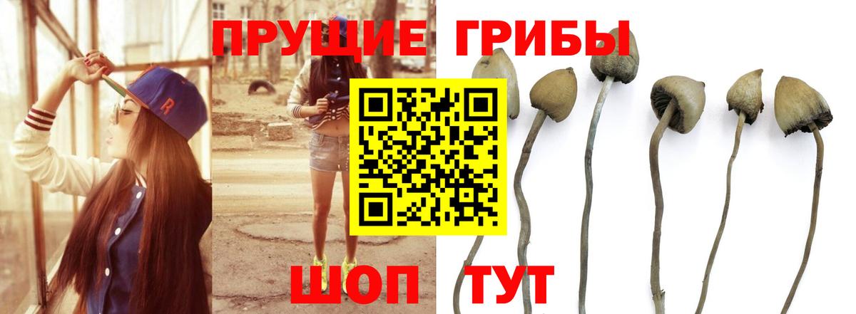 Тимашёвск  Псилоцибиновые грибы мицелий  Вход с VPN 